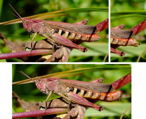 Chorthippus sp.